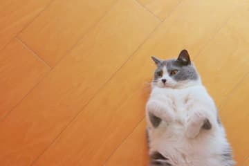 飼い主に聞いた「愛猫と出会った場所」2位はペットショップ、1位は...？