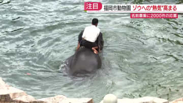 【人気】運がよければプール遊びをする姿も！　ミャンマーからのゾウ4頭　公開前でも見られる時があります　名前の応募は1週間で2000件　福岡市動物園