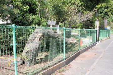 千葉県内JR線、全線で運行再開　一部区間では倒木発生　台風7号、県内けが人情報なし