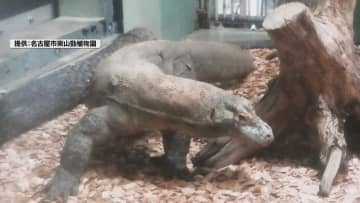 東山動植物園の「コモドオオトカゲ」　 8月23日から一般公開　名古屋市