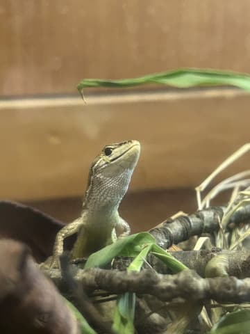 園の子どもたちがカナチョロの卵を飼育中【中テレ投稿BOXニュース】