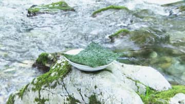 “海無し県”に「幻のノリ」　夫婦で養殖に挑戦するワケとは…　岐阜・山県市