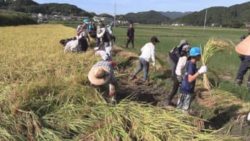 小学生が稲刈り体験　地元について学び、地元の人たちとの交流を深める　ぬかるんだ田んぼでドロドロになり悪戦苦闘も…　三重・紀宝町