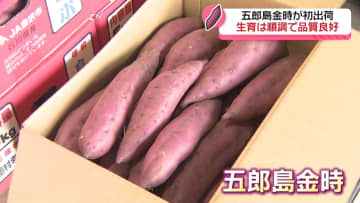 ホクホク甘いよ！加賀野菜「五郎島金時」2.5トン初出荷