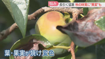 【影響】太宰府市で38.3℃　34日連続の猛暑日で最長記録を更新　長引く暑さで秋のフルーツに異変　福岡