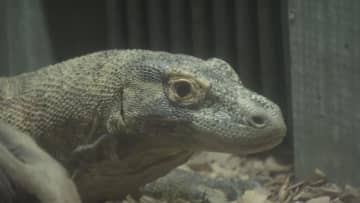 8月23日の一般公開を前に　コモドオオトカゲの「タロウ」先行公開　歩き回りエサを食べ元気な姿見せる　名古屋市・東山動植物園