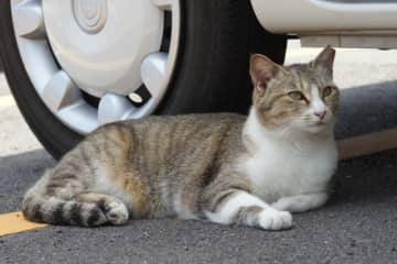 飼い猫が行方不明に…数週間経ってから「車に轢かれてるの見たんだ」と言ってきた友人と絶縁