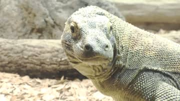 東山動植物園の“コモドドラゴン”　飼育員の解説を聞きながらエサやりの見学が可能　毎週日曜開催の「アニマルトーク」イベントは参加希望者多数で事前申込制に変更