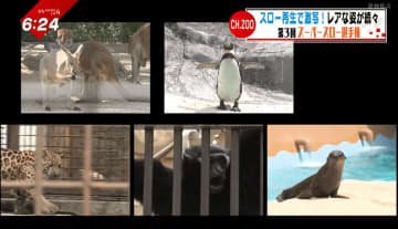 スロー再生でとべZOOの動物たちを激写！その知られざる習性をベテラン職員が解説