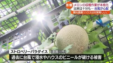 「ビニールハウスは対策が難しい」須賀川市でミニサイズのメロン　収穫が本格化　台風の影響を心配　福島県