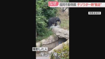 「戻って、戻って」子ゾウの柵の外への“脱走”は3回目だった　来園者が撮影して園に知らせる　ワイヤーをすり抜けたか　福岡市動物園