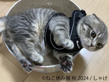 “ねこまみれ”の秋がやってくる！ベビーフェイスのスター猫「しゃけ」も初登場、人気の猫クリエイターが集結する写真展＆物販店が今年も名古屋で開催