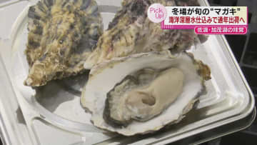 冬場が旬の加茂湖の“マガキ”　海洋深層水仕込みで通年出荷へ　真夏のカキの味は？　《新潟》