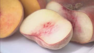 孫悟空が食べたといわれる"不老長寿"の幻の桃「蟠桃」の収穫　今年は例年よりも甘くて豊作