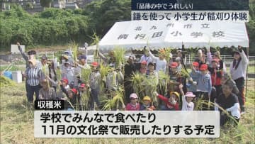 【収穫】小学生が昔ながらの稲刈りを体験　自分たちで手植えした福岡県産「夢つくし」　北九州市