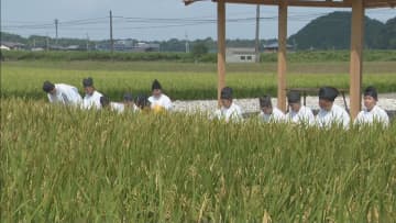 伊勢神宮に奉納する米を収穫 　神宮神田で「抜穂祭」　10月からの神事で使用