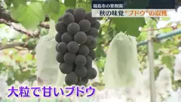秋の味覚“巨峰”の収穫始まる「今週末から徐々にシャインマスカットも…」福島県
