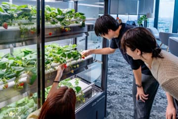 オカムラ、オフィスで"いちご"栽培　共同作業で社員交流促進