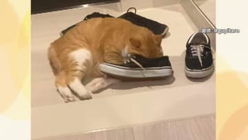 古いスニーカーの臭いを嗅ぎまくる猫「臭い物質がマタタビと似ているので多幸感が」獣医師指摘　千葉