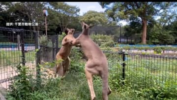 ムキムキカンガルーがボクシング　けんか中に体を「ポリポリ」…体を落ち着かせるため？　千葉市動物公園
