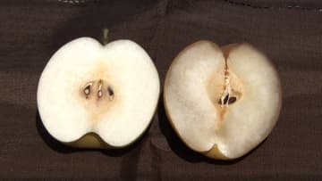 記録的猛暑の影響で果物や野菜に傷や変形　味は変わらないのに…“訳あり品”をスイーツにして販売　千葉の梨農園では深刻な打撃