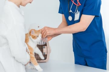 「ペットの高血圧」放置で失明の可能性も　サイン見分けるチェックリスト