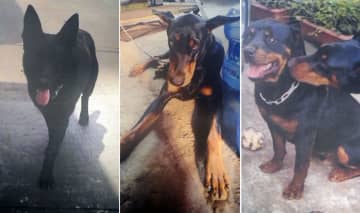 【速報】シェパードなど大型犬3頭逃走　住民に注意呼び掛け　千葉・四街道