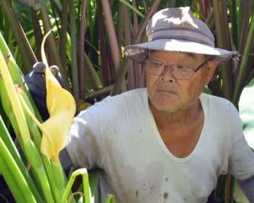 貴重なサトイモの花咲いた！　猛暑影響？本州ではまれ　勝浦、高橋さんの畑で
