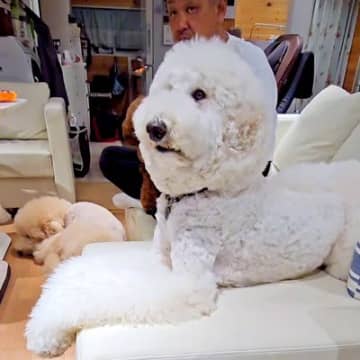 大型犬と一緒に『恐竜映画』を見た結果…まさかの『くぎ付けになる姿』が可愛すぎると192万再生「...