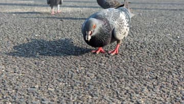 ハトへの餌やり規制へ　習志野市、条例目指し意見募集　駅周辺でフンなどに苦情