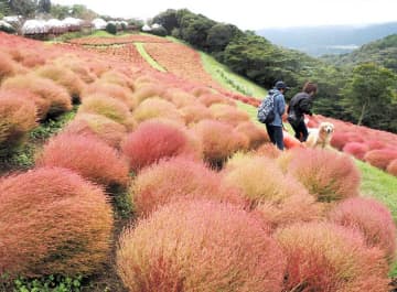 ふわふわ秋色、8千株のコキア見頃　富津・マザー牧場