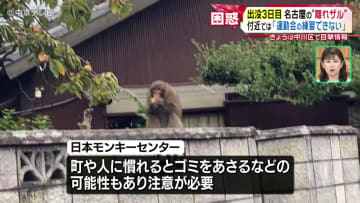 【出没３日目】名古屋の“離れザル” 付近では「運動会の練習できない」 中川区で目撃情報（10月16日放送） | チバテレ＋プラス