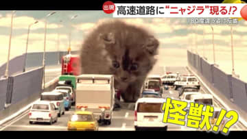 「レインボーブリッジを封鎖しろ！」“高速道路”にゴジラならぬ“ニャジラ”現る！「かわいすぎる！」生後約1カ月子ネコの成長記録が話題