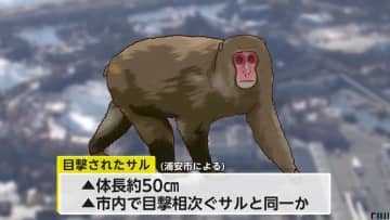 「チャンドゥのバナナ狙いに来た？」ディズニーリゾートに猿が出没…繁殖期で順位争いに負けた個体か「しばらく滞在するかも」　千葉・浦安