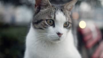 ロッテントマト満足度100％！“猫が人間を必要とし、人間がどれだけ猫を必要としているか”『ねこしま』