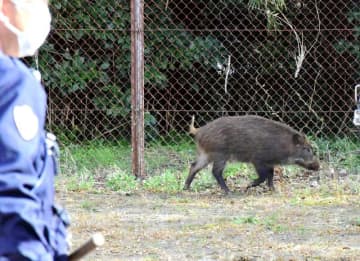 長生高校にイノシシ出没　茂原　市街地で増、市は目撃マップで注意呼びかけ