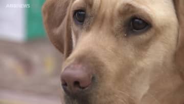 盲導犬　全国に約800頭も県内にはたった9頭…「身体障害者補助犬」の育成に役立てて　秋田県内のNPO法人から240万円の寄付