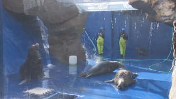 約600トンの水抜いて･･･　鳥羽水族館で水槽の大掃除　年末の恒例行事　三重・鳥羽市