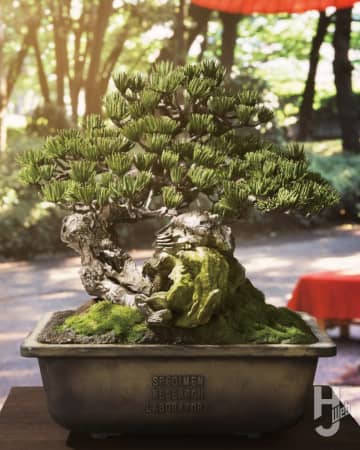 盆栽のプラモデル。実物を3Dスキャンした挑戦的なキットを“情景王”山田卓司が製作！自然に近い姿に昇華する【SRL X BANDAI SPIRITS. BONSAI MODEL KIT】