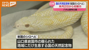 ＜来年の干支は”ヘビ”＞国の天然記念物『岩国のシロヘビ』　仙台市で初めての展示へ（八木山動物公園）