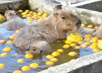 カピバラ親子ぽかぽか　冬至にゆず湯　赤ちゃんも初入浴　館山