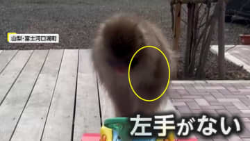 都内で目撃されていた「左手がないサル」が山梨に…約250km行脚か　冬は“気性荒く”要注意