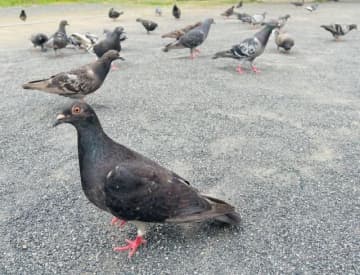 ハトに餌NG！　習志野市、千葉県内で初めて過料徴収へ　市議会で「餌やり規制」の条例可決