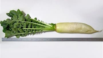 旬を食べよう～東海地方の伝統野菜～【徳重（とくしげ）だいこん】名古屋市