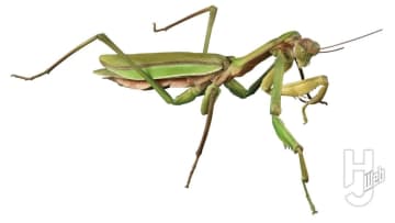 「いきもの大図鑑」最新作は巨大サイズのオオカマキリとショウリョウバッタ！ガシャポンオンライン版は後翅とディスプレイスタンドも付属【ガシャポン®最新情報】
