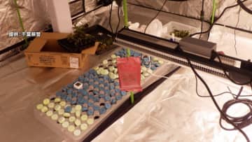 一軒家で“大麻栽培”無職の40歳男を逮捕…販売目的か　2024年11月に別の一軒家でも栽培し現行犯逮捕　千葉・大網白里市
