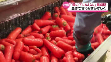 「雪の下にんじん」収穫最盛期　天候に恵まれ甘くみずみずしいニンジンが豊作に！秋田県横手市
