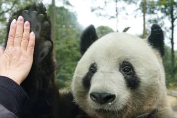 お客さんにハイタッチの神対応！シャンシャン　ママ・シンシンの隣にお引越し♪