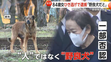 【あ然】「大きな野良犬だと思った」横断歩道で高齢女性を車ではね逃走…84歳女をひき逃げの疑いで逮捕　「人とは思わなかった」一部容疑否認　千葉・南房総市