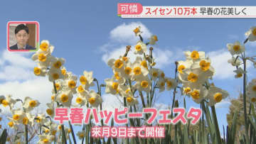 10万本のスイセン　海の中道海浜公園で一足早い春を感じて「早春ハッピーフェスタ」